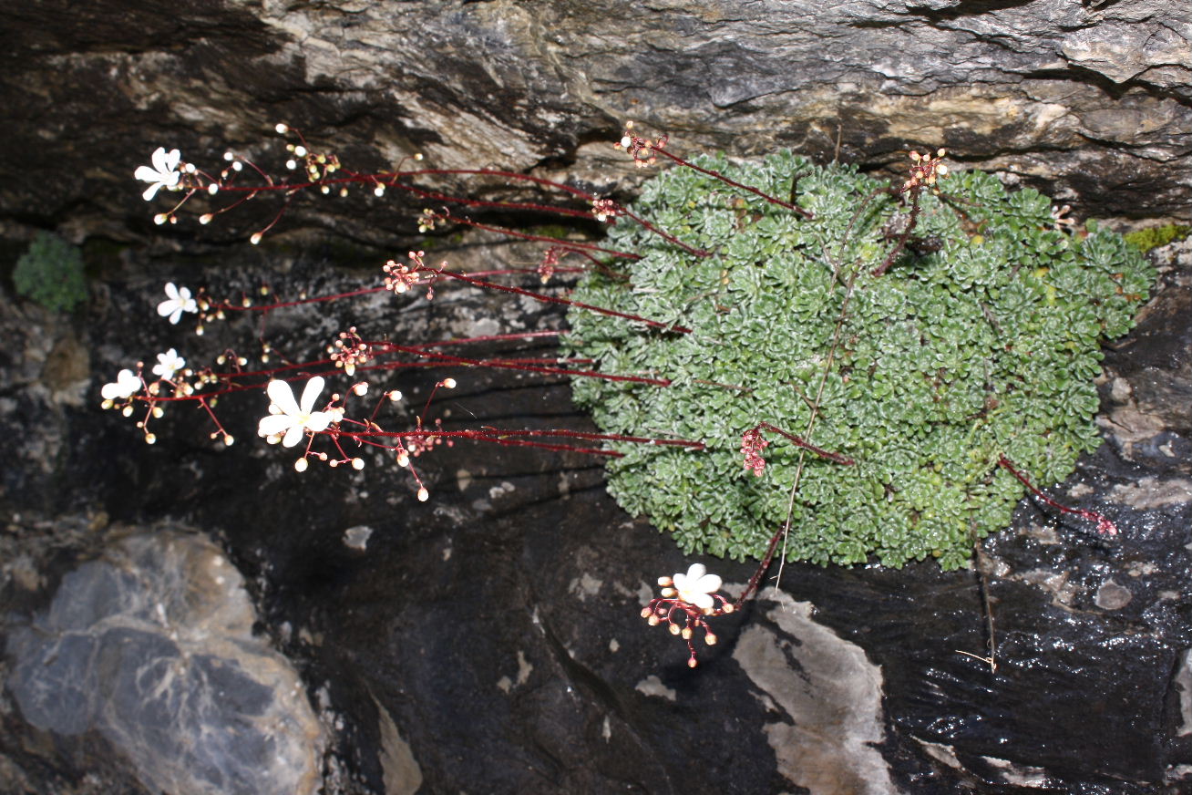 Saxifraga cochlearis